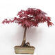 Outdoor bonsai - Acer palmatum Atropurpureum - Red palm maple - 3/7