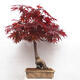 Outdoor bonsai - Acer palmatum Atropurpureum - Red palm maple - 3/7
