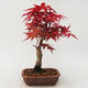 Outdoor bonsai - Maple palmatum DESHOJO - Japanese Maple - 3/5