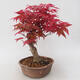 Outdoor bonsai - Maple palmatum DESHOJO - Japanese Maple - 3/5