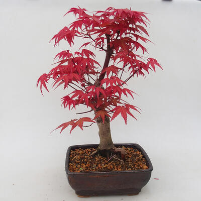 Outdoor bonsai - Maple palmatum DESHOJO - Japanese Maple - 3