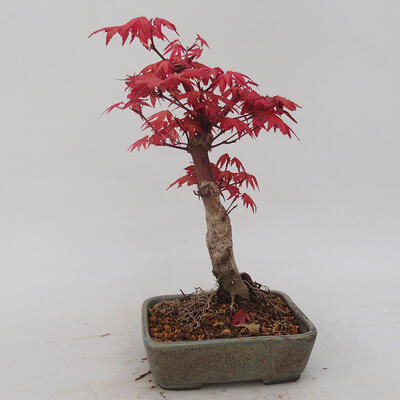 Outdoor bonsai - Maple palmatum DESHOJO - Japanese Maple - 3