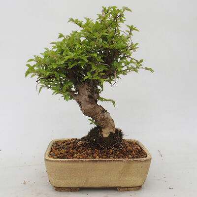 Outdoor bonsai - Zelkova - Zelkova NIRE - 3