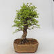 Outdoor bonsai - Zelkova - Zelkova NIRE - 3/5