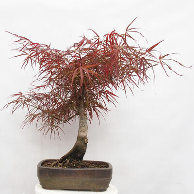 Outdoor bonsai - Acer palmatum RED PYGMY - 3