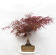Outdoor bonsai - Acer palmatum RED PYGMY - 3/6