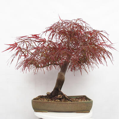 Outdoor bonsai - Acer palmatum RED PYGMY - 3