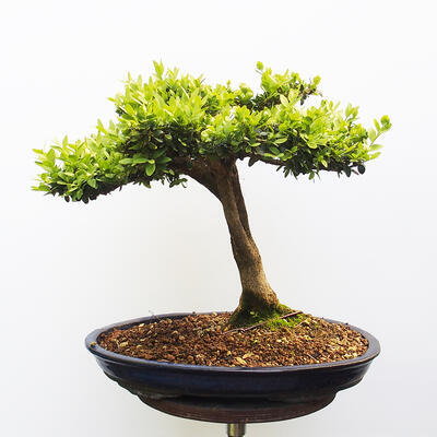 Outdoor bonsai - Boxwood - 3