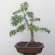 Outdoor bonsai - Hawthorn - 3/5