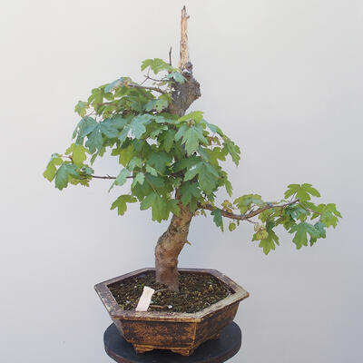 Acer campestre - Baby Maple - 3