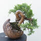 Outdoor bonsai - Juniperus chinensis Itoigawa - Chinese juniper - 3/4