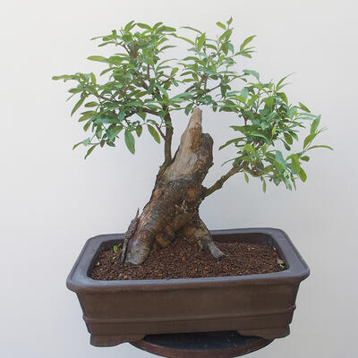 Outdoor bonsai - bird's beak Ligustrum - 3
