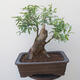 Outdoor bonsai - bird's beak Ligustrum - 3/6