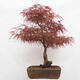 Outdoor bonsai - Acer palmatum RED PYGMY - 3/6