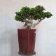 Room bonsai - Ficus nitida - small ficus - 3/5