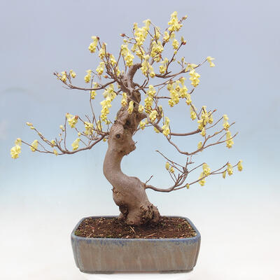 Outdoor bonsai - Hazelnut - Corylopsis Spicata - 3