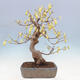 Outdoor bonsai - Hazelnut - Corylopsis Spicata - 3/7