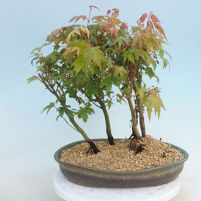 Acer palmatum - Maple - grove - 3