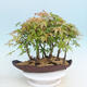 Acer palmatum - Maple - grove - 3/4