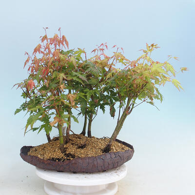 Acer palmatum - Maple - grove - 3