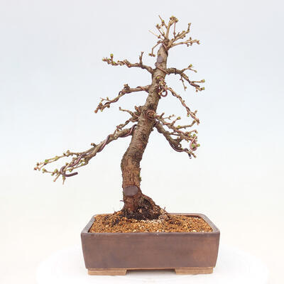 Outdoor bonsai -Larix decidua - Deciduous larch - 3