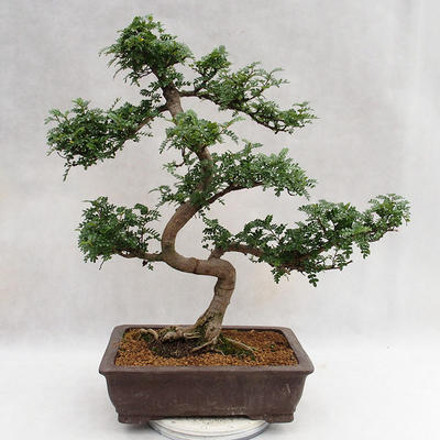 Indoor bonsai - Zantoxylum piperitum - Pepper tree PB2191200 - 3