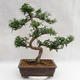 Indoor bonsai - Zantoxylum piperitum - Pepper tree PB2191200 - 3/5