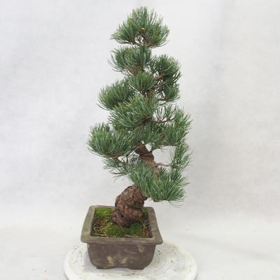 Outdoor bonsai - Pinus parviflora - Small-flowered pine - 3