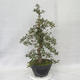 Outdoor bonsai - Hawthorn pink flowers - Crataegus laevigata paul´s Scarlet - 3/7