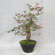 Outdoor bonsai - Hawthorn white flowers - Crataegus laevigata - 3/6