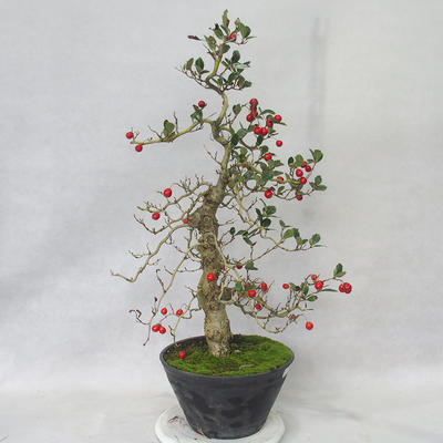 Outdoor bonsai - Hawthorn white flowers - Crataegus laevigata - 3