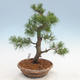 Outdoor bonsai - Pinus sylvestris - Scots pine - 3/5