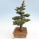 Outdoor bonsai - Taxus bacata - Red yew - 3/5