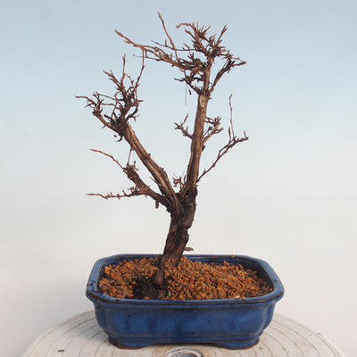 Outdoor bonsai-Cinquefoil - Potentila fruticosa yellow - 3