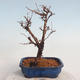 Outdoor bonsai-Cinquefoil - Potentila fruticosa yellow - 3/5