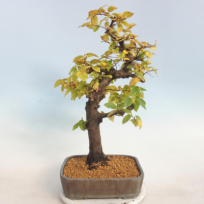 Outdoor bonsai -Carpinus betulus - Hornbeam - 3