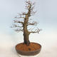 Outdoor bonsai -Carpinus betulus - Hornbeam - 3/5