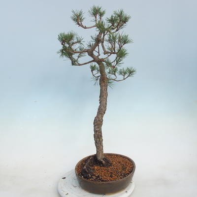 Outdoor bonsai - Pinus sylvestris - Scots Pine - 3