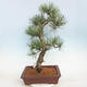Outdoor bonsai - Pinus Nigra - Black pine - 3/5