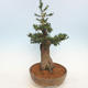 Outdoor bonsai - Taxus bacata - Red yew - 3/5