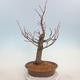 Outdoor bonsai - Small-leaved lime - Tilia cordata - 3/5