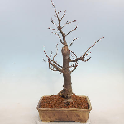 Outdoor bonsai - Small-leaved lime - Tilia cordata - 3