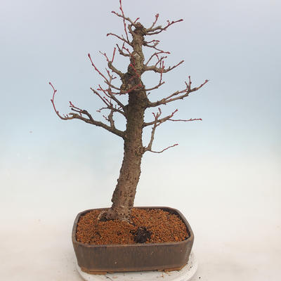 Outdoor bonsai - Small-leaved lime - Tilia cordata - 3