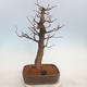 Outdoor bonsai - Small-leaved lime - Tilia cordata - 3/5