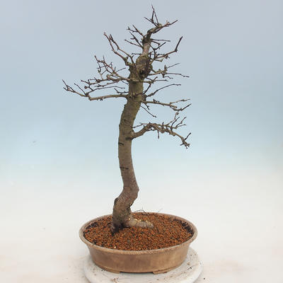 Outdoor bonsai - Hawthorn - 3