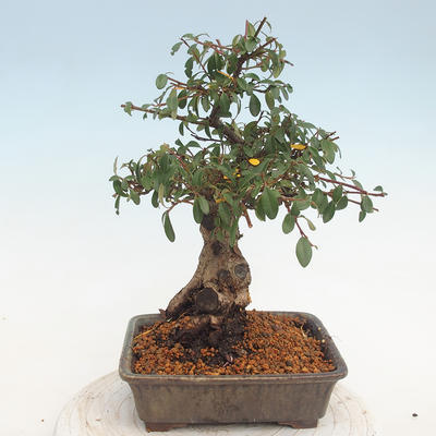 Outdoor bonsai-Cotoneaster - Rock Garden - 3