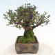 Outdoor bonsai-Lonicera nitida -Zimolez - 3/6