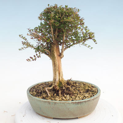 Outdoor bonsai-Lonicera nitida -Zimolez - 3