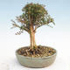 Outdoor bonsai-Lonicera nitida -Zimolez - 3/5