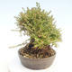 Outdoor bonsai-Lonicera nitida -Zimolez - 3/5